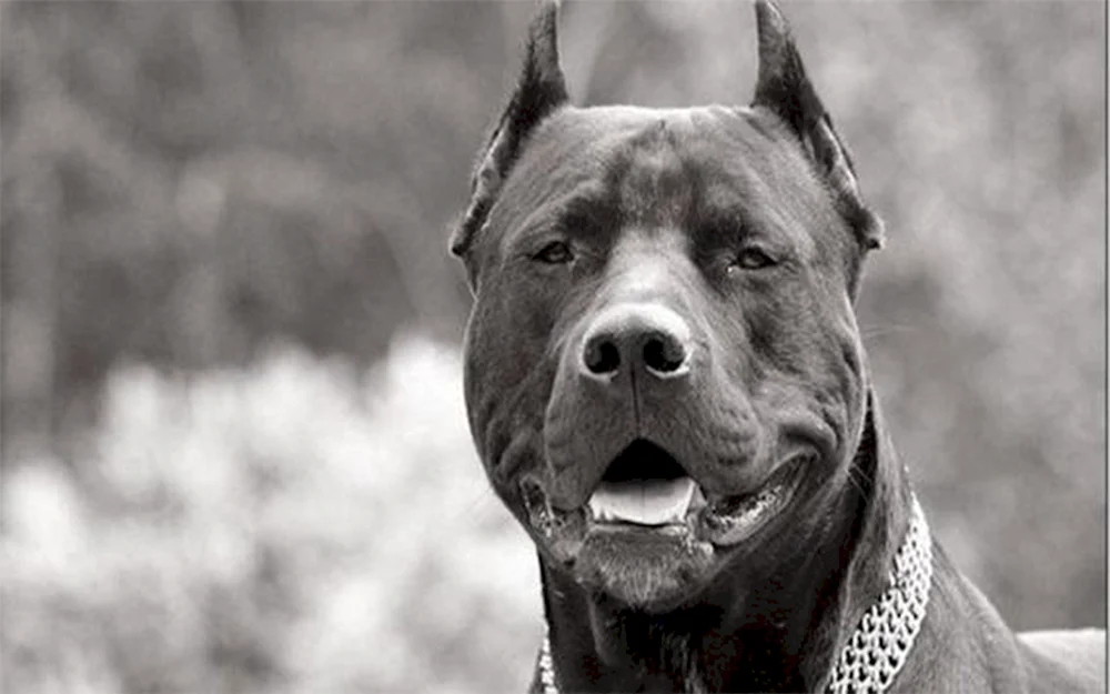 Amerikanischer Staffordshire Terrier