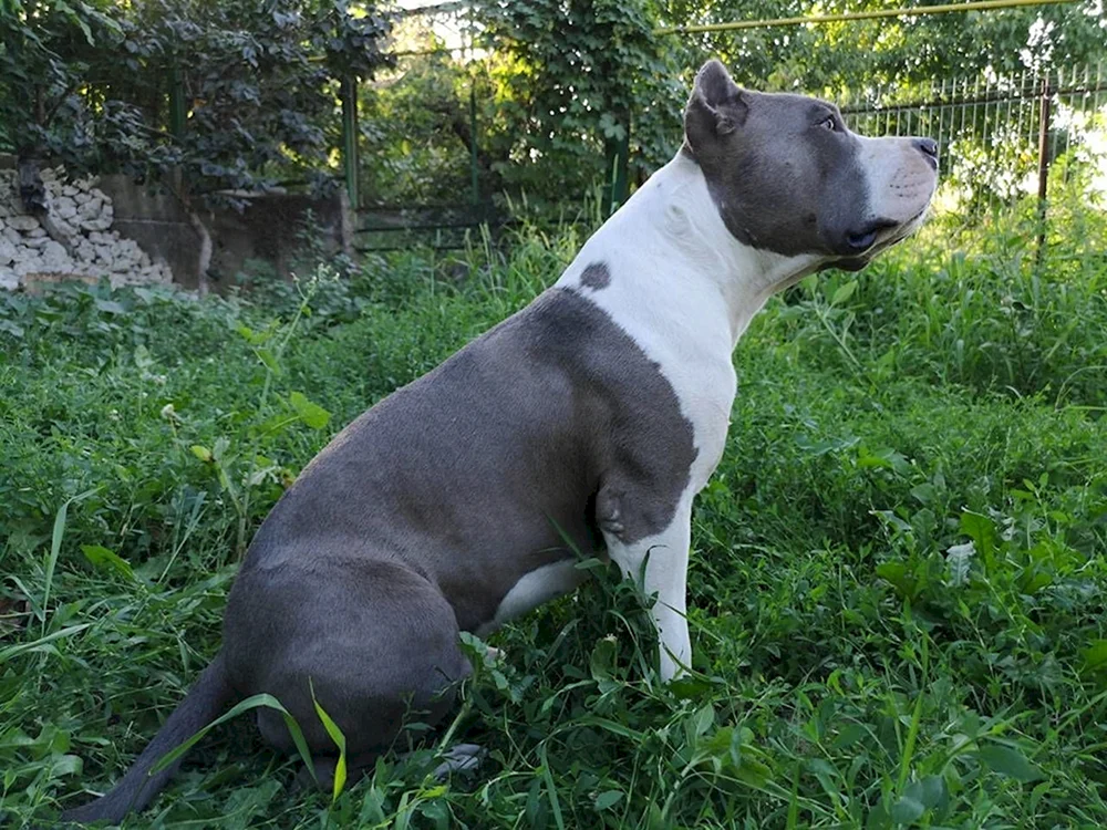Amerikanischer Staffordshire Terrier