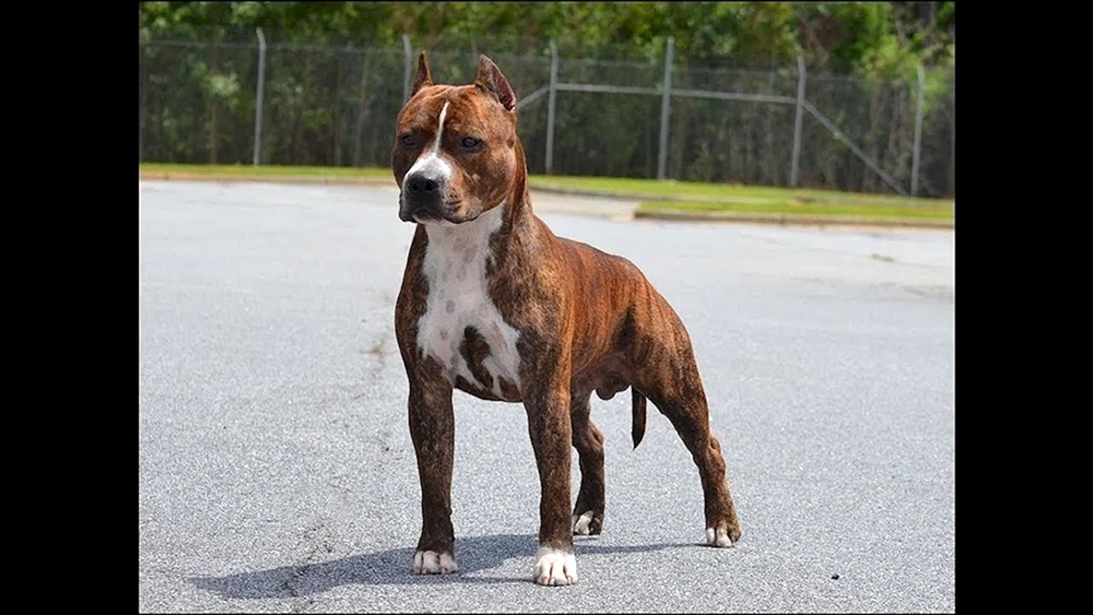 Amerikanischer Staffordshire-Terrier blau
