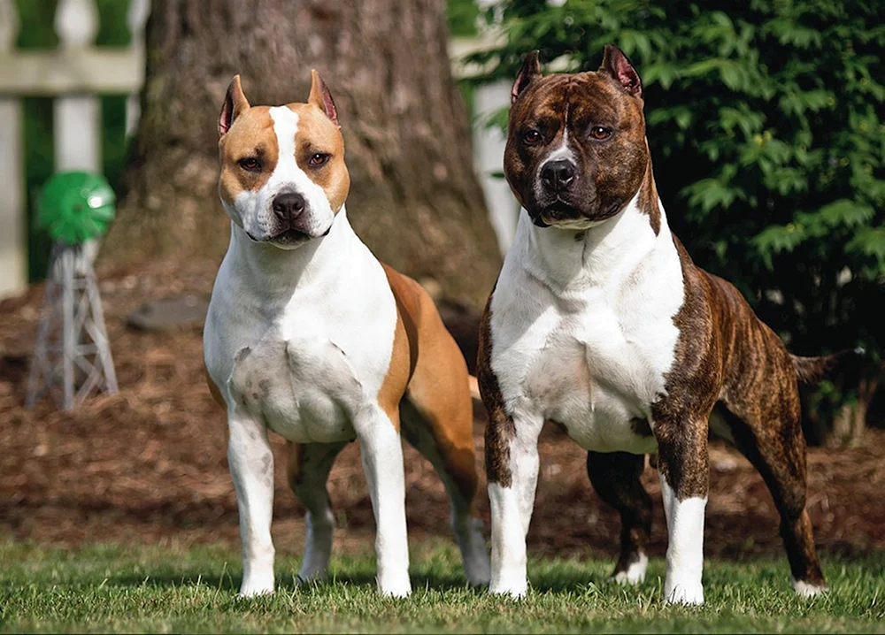 Amerikanischer Staffordshire Terrier