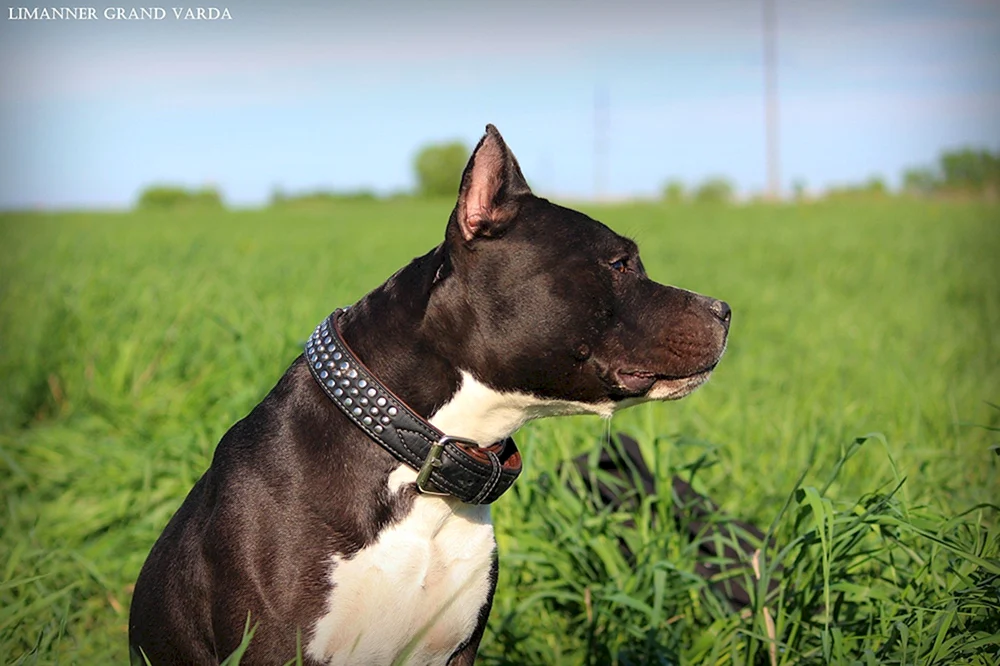 Amstaff Blue