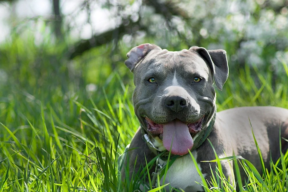 Amerikanischer Staffordshire Terrier grau