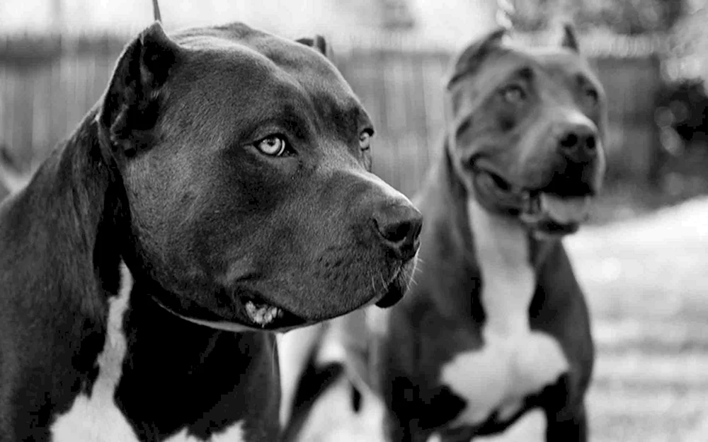 Amerikanischer Pitbull schwarz