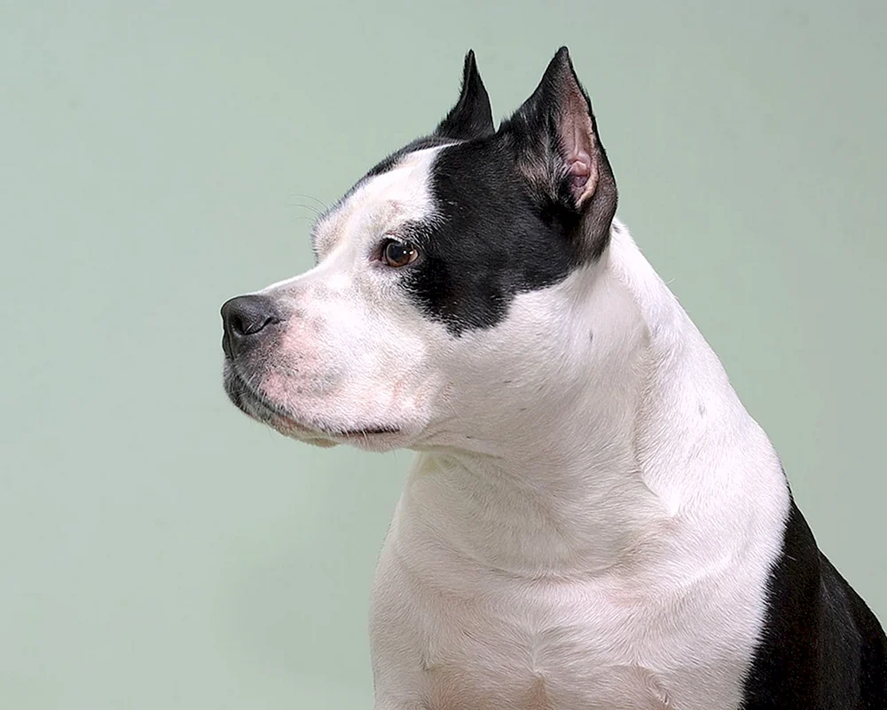 Amerikanischer Staffordshire Terrier