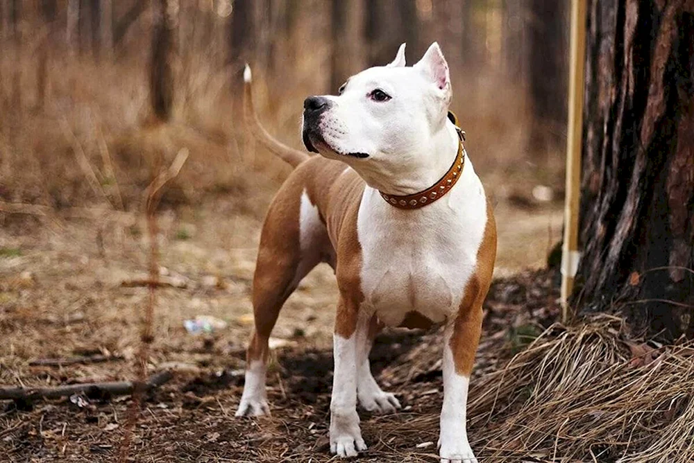 Argentinischer Staffordshire Terrier terrier