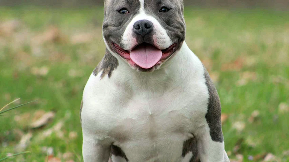 Amerikanischer Staffordshire Terrier grau