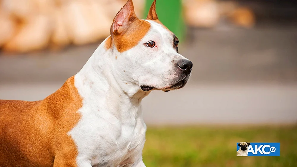 Amerikanischer Staffordshire Terrier grau Staffordshire Terrier