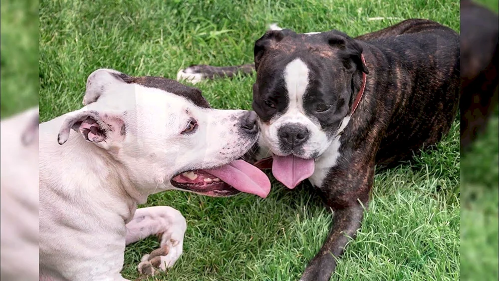 Amerikanische Bulldogge