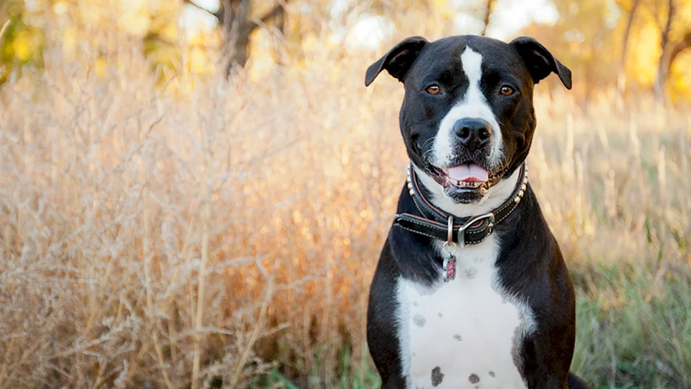 Staffordshire Terrier