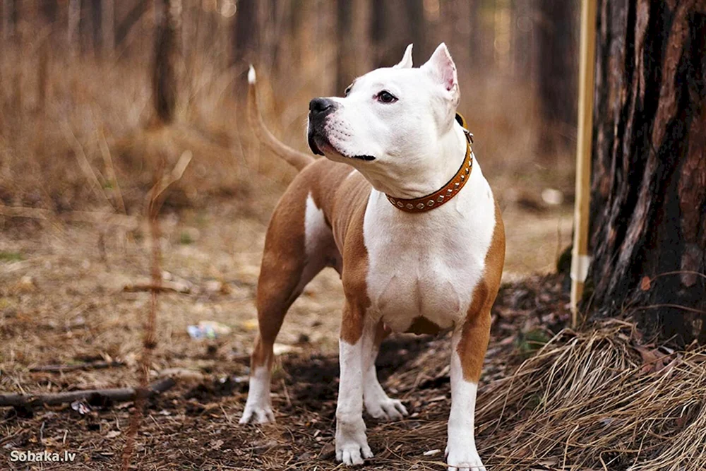 Amerikanischer Staffordshire Terrier
