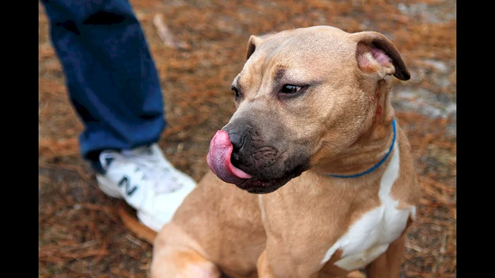 Amerikanischer Staffordshire Terrier