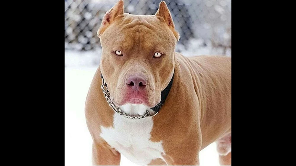 Amerikanischer Staffordshire Terrier