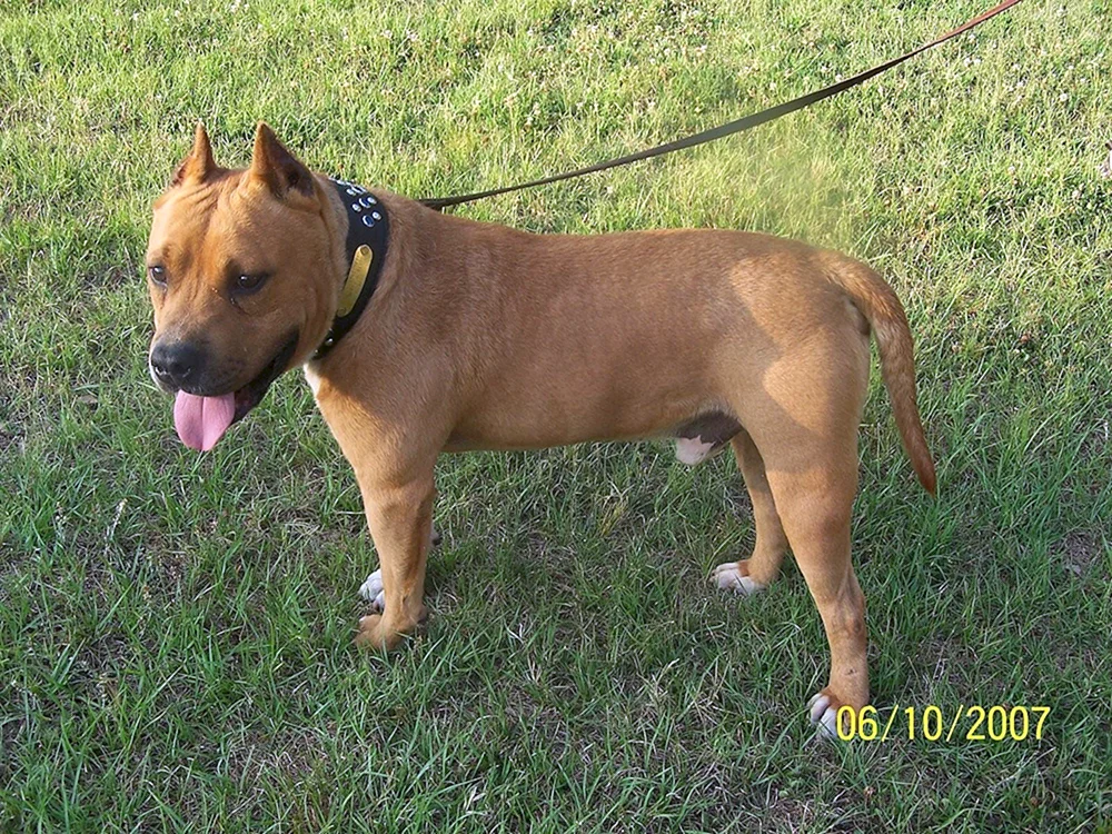 Amerikanischer Staffordshire Terrier-Mix