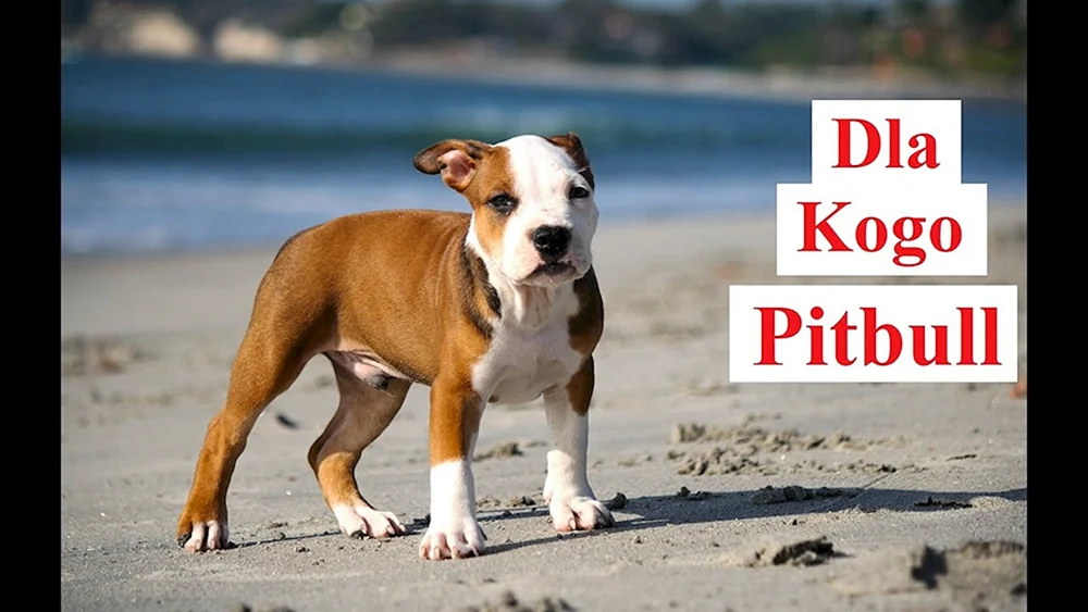 Amerikanischer Bandog Terrier