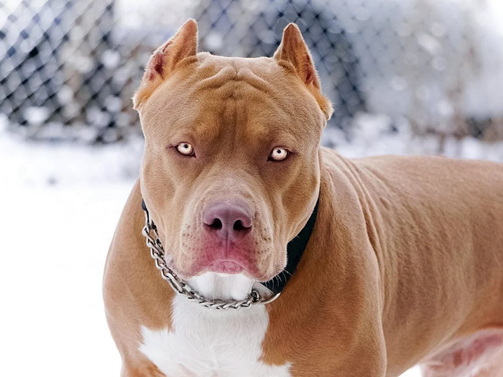 Amerikanischer Pitbull Terrier