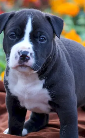 American Staffordshire Terrier