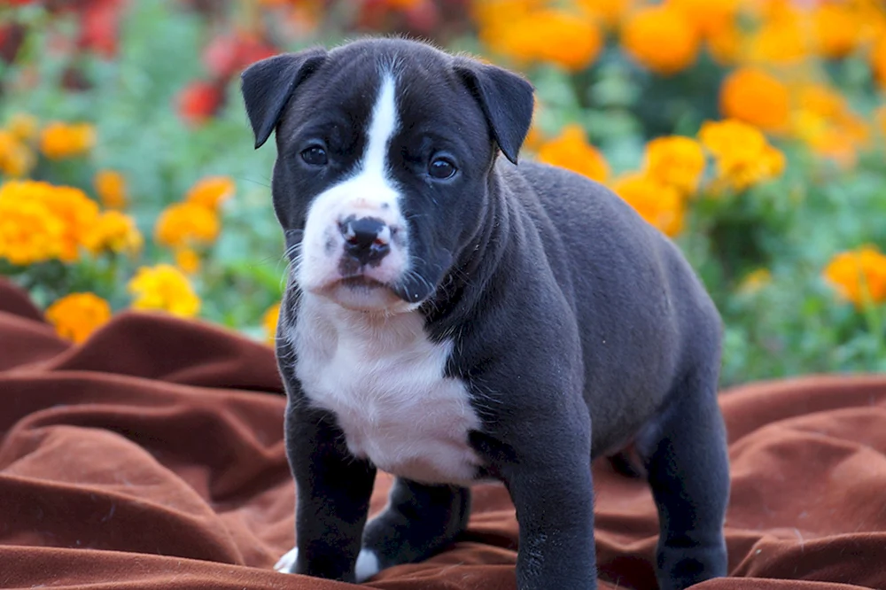 American Staffordshire Terrier