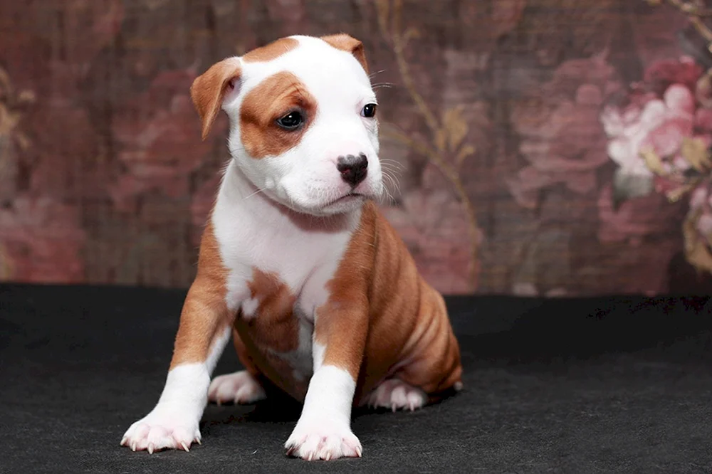 Amerikanischer Staffordshire Terrier Welpe