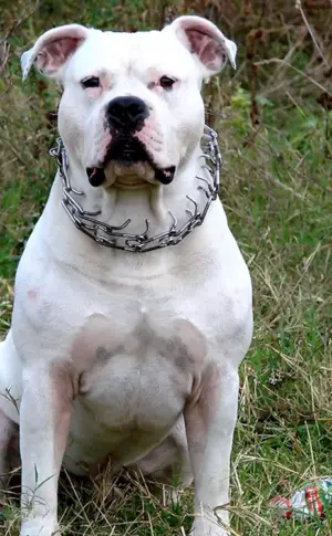 Amerikanischer Staffordshire-Terrier weiß
