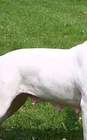 American Staffordshire Terrier weiß