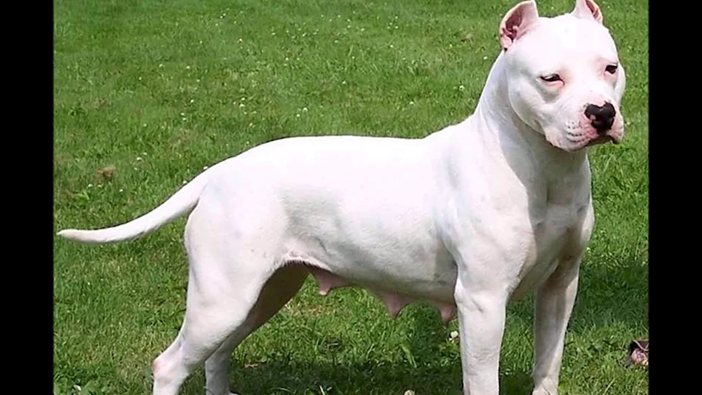 American Staffordshire Terrier weiß