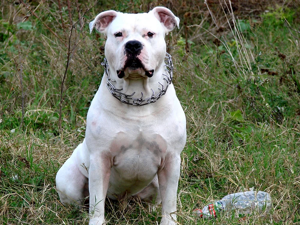 Amerikanischer Staffordshire Terrier weiß