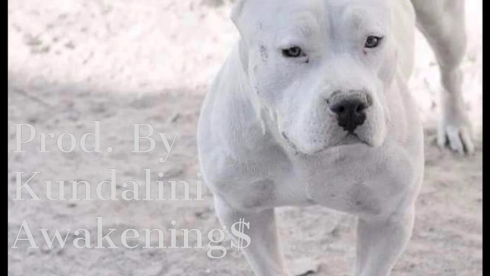 Amerikanischer Staffordshire Terrier weiß