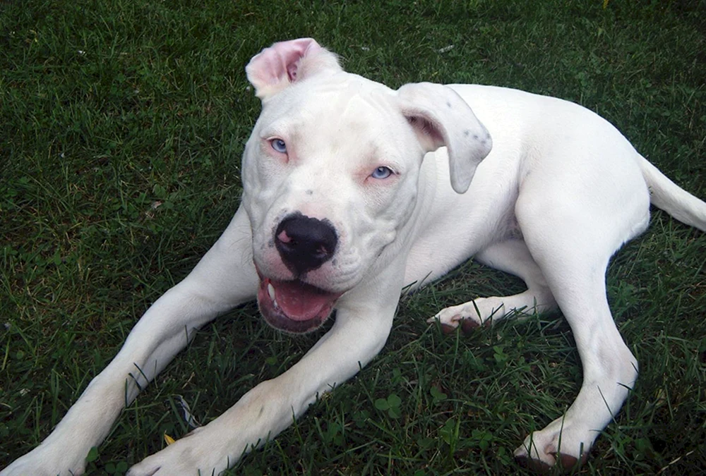 Amerikanischer Staffordshire Terrier weiß