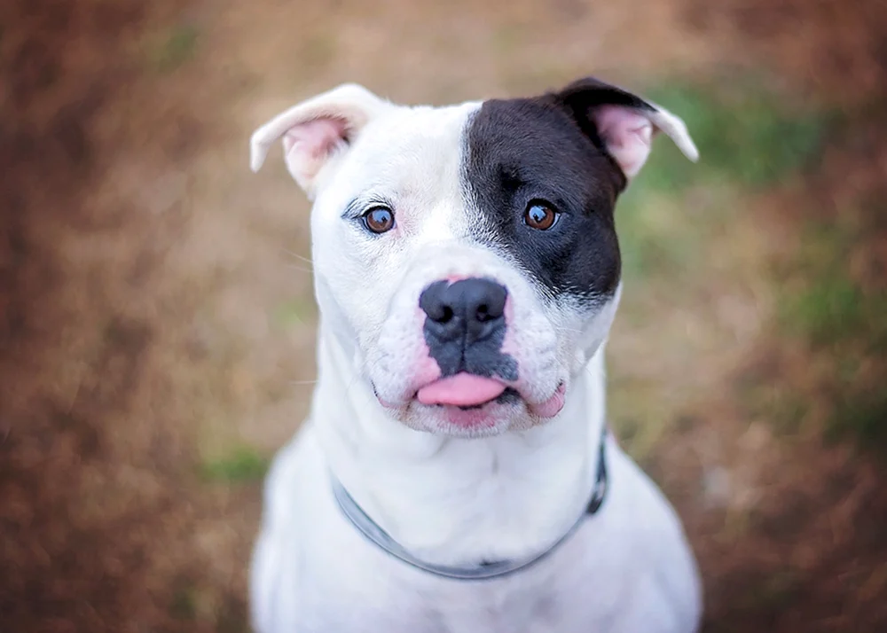 Amerikanischer Staffordshire Terrier weiß
