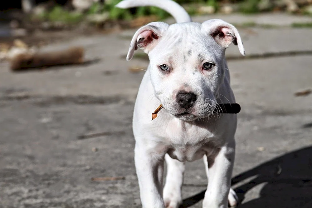 Amerikanischer Staffordshire Terrier weiß