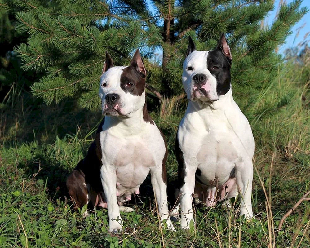 Amerikanischer Staffordshire Terrier weiß