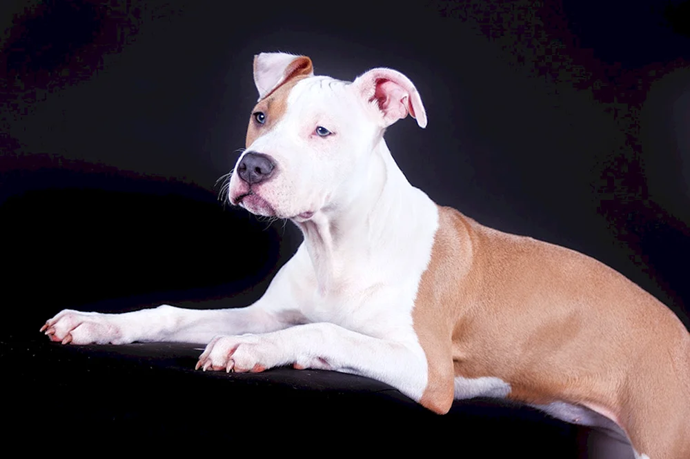 Amerikanischer Staffordshire Terrier weiß