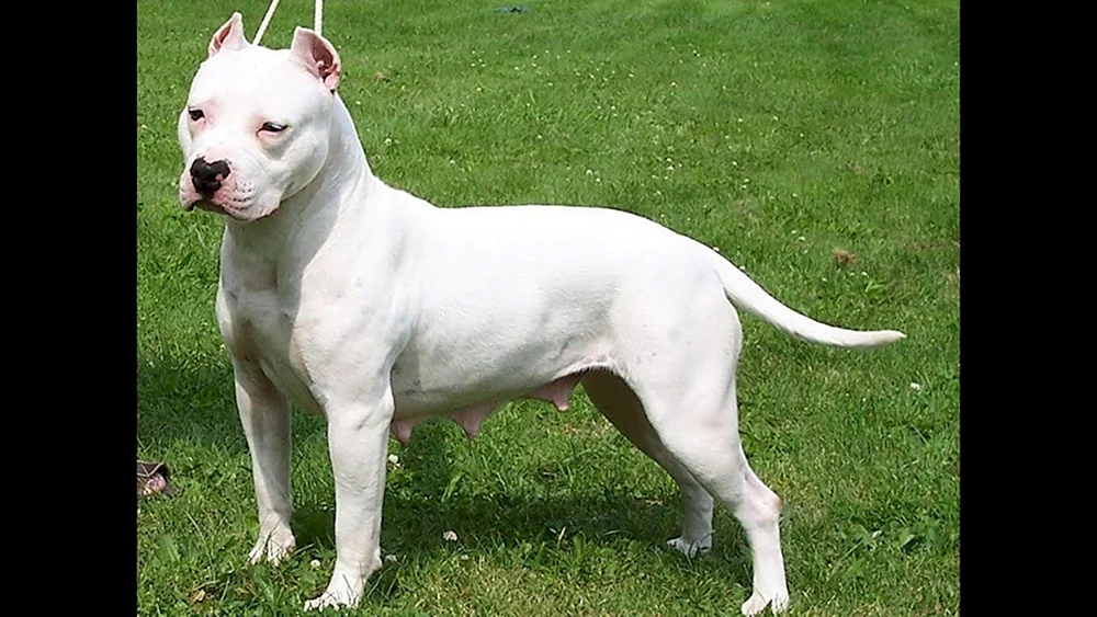 Amerikanischer Staffordshire-Terrier weiß