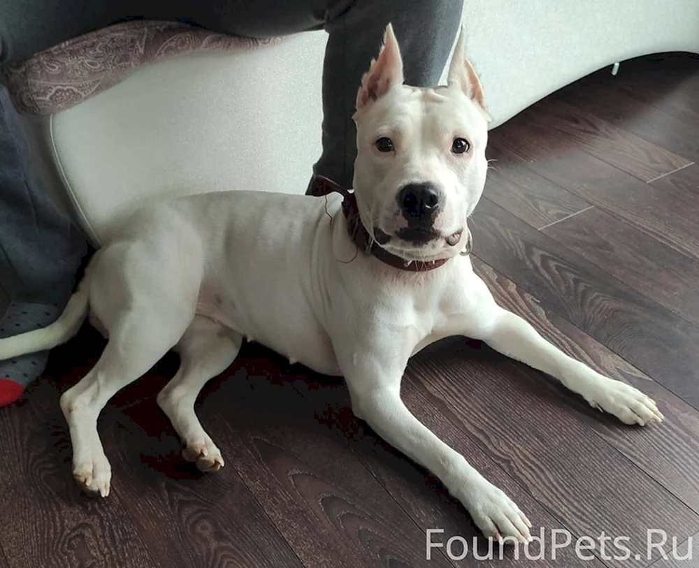 Amerikanischer Staffordshire Terrier weiß