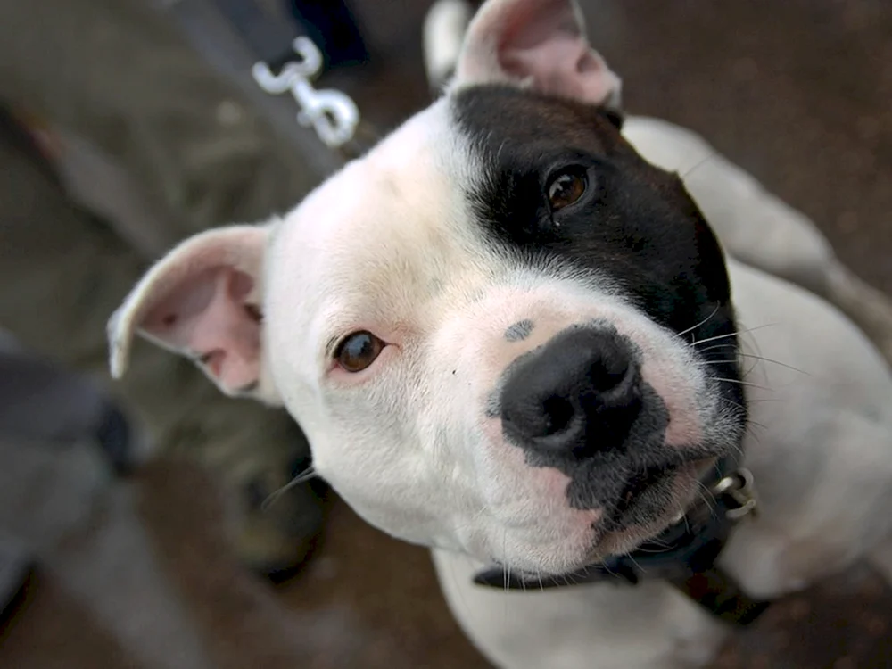 Amerikanischer Staffordshire Terrier grau