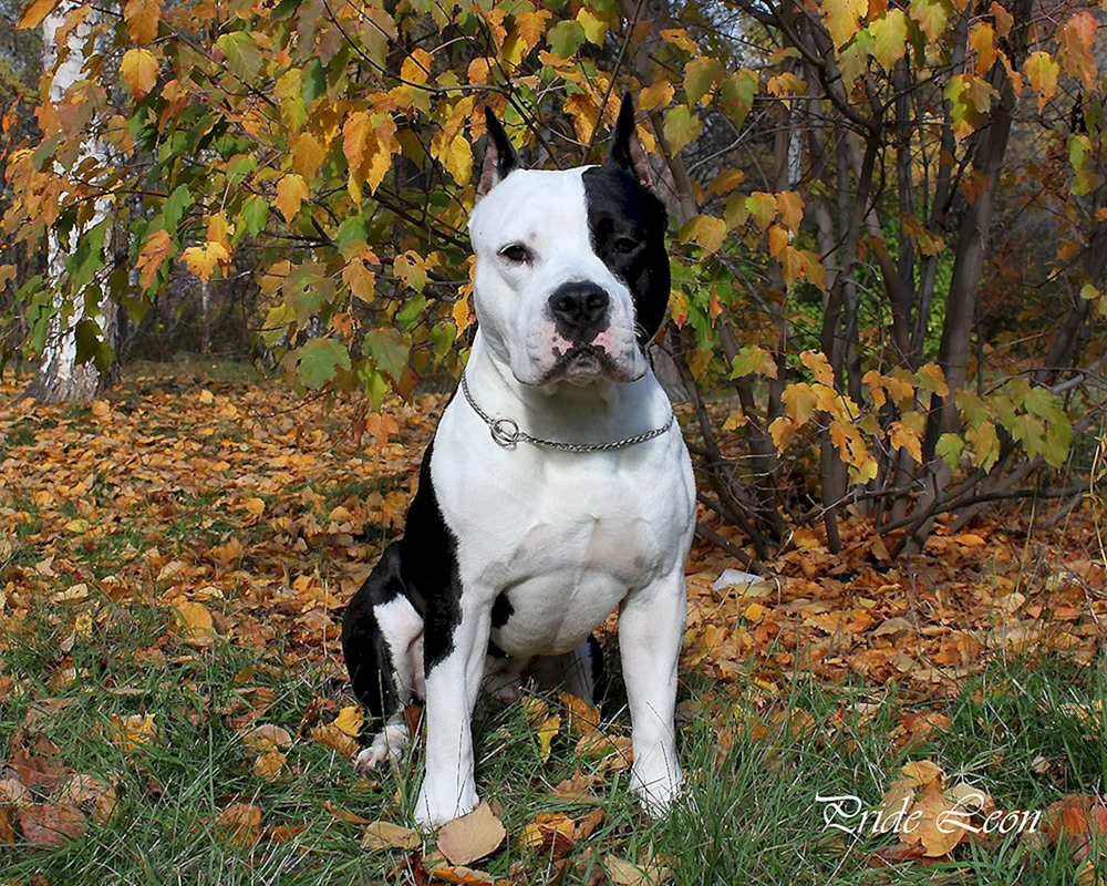Amerikanischer Staffordshire Bull Terrier