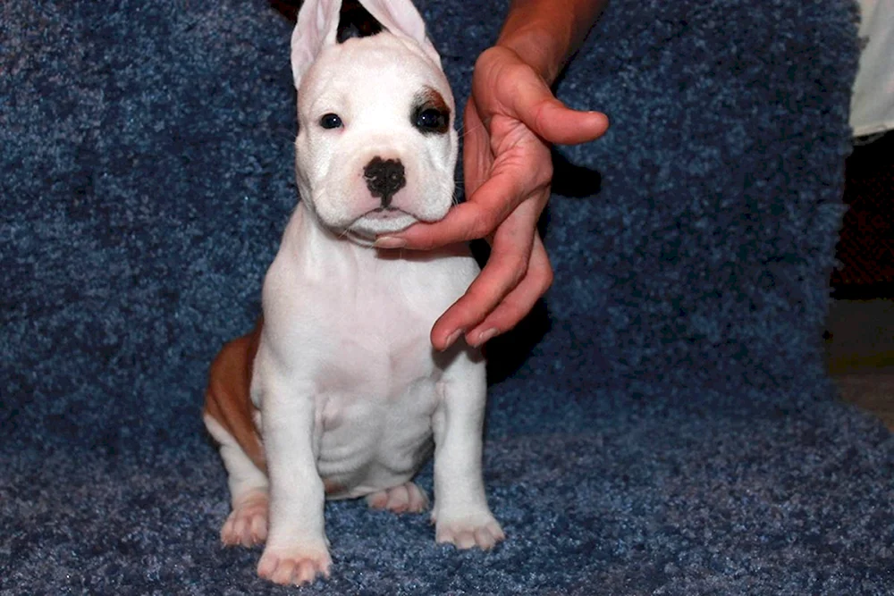 Amerikanischer Staffordshire Terrier weiß