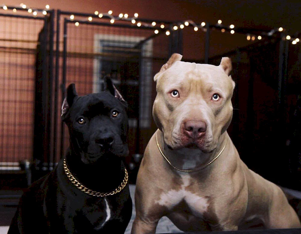 Argentinischer Staffordshire Terrier