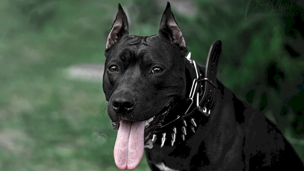 Staffordshire Terrier schwarz
