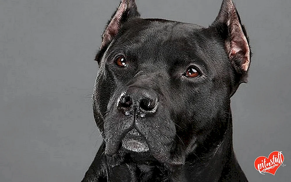 Amerikanischer Pitbull schwarz