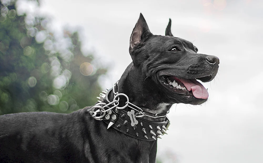 Amerikanischer Staffordshire Terrier