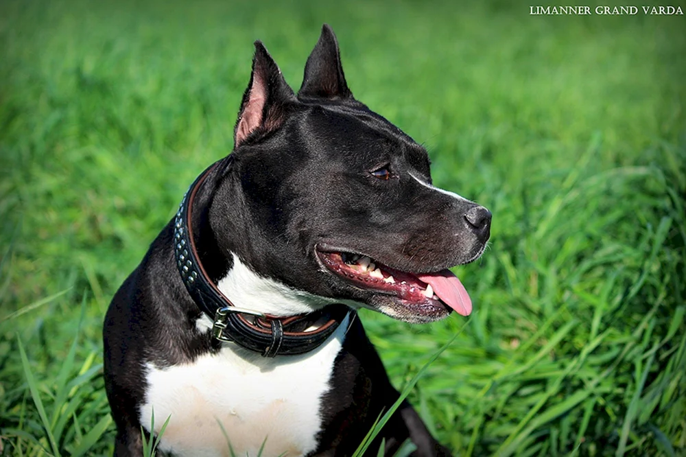 Amerikanischer Staffordshire Bullterrier
