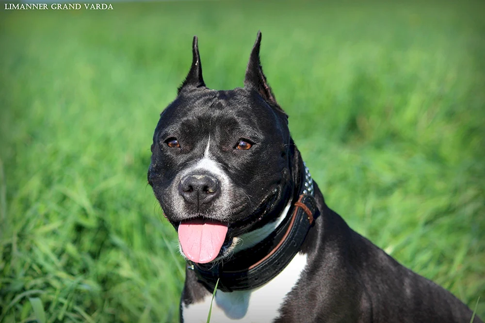 Staffordshire Bullterrier