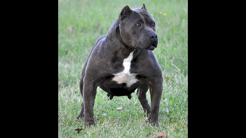Cane Corso