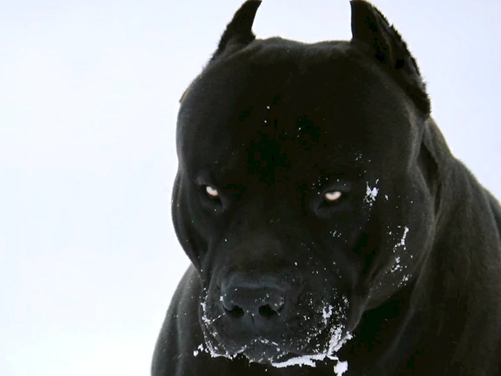 Amerikanischer Staffordshire Terrier schwarz