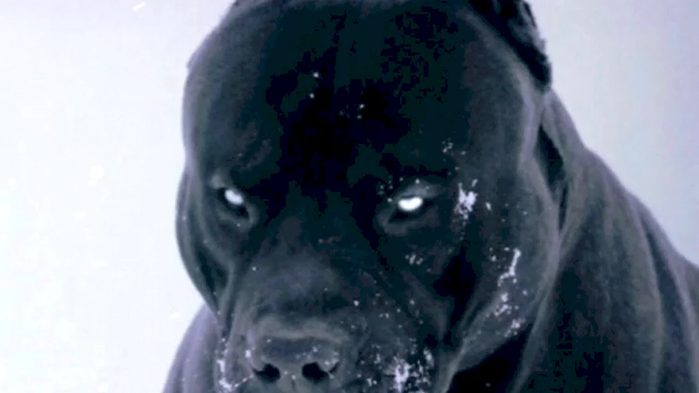 Amerikanischer Staffordshire Terrier schwarz