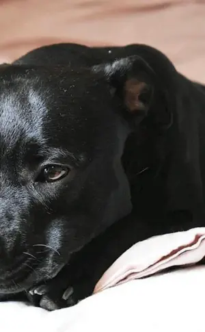 American Staffordshire Terrier schwarz