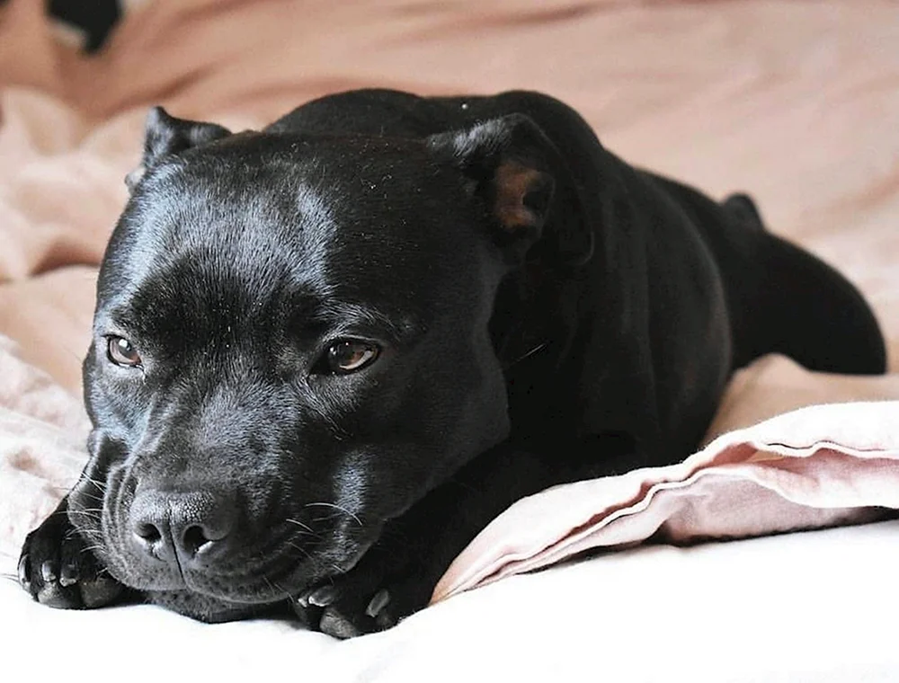 American Staffordshire Terrier schwarz