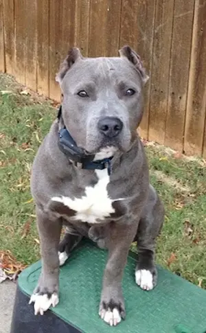 American Staffordshire Terrier blau