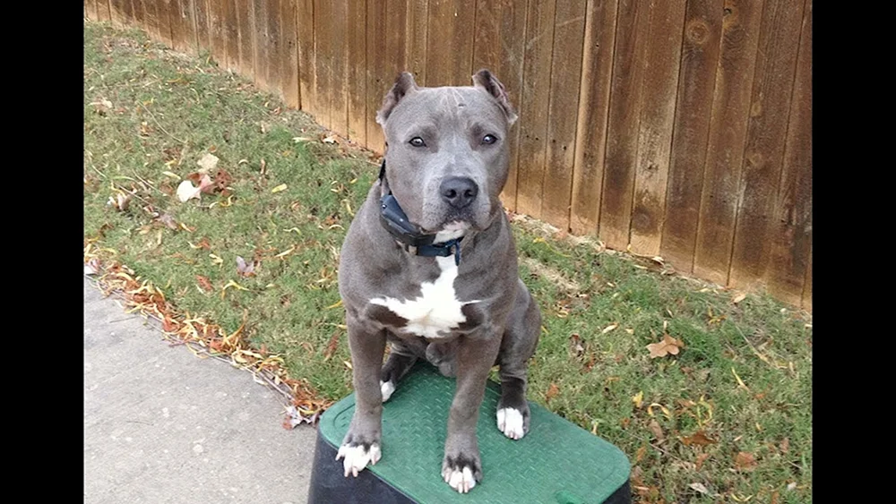 Marmorierter Staffordshire Terrier